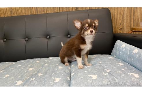 成約済の兵庫県のチワワ(ロングコート)-183481の2枚目